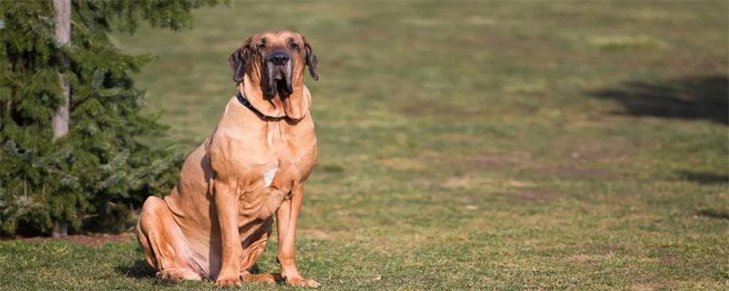 How many times a day should an adult dog be fed?