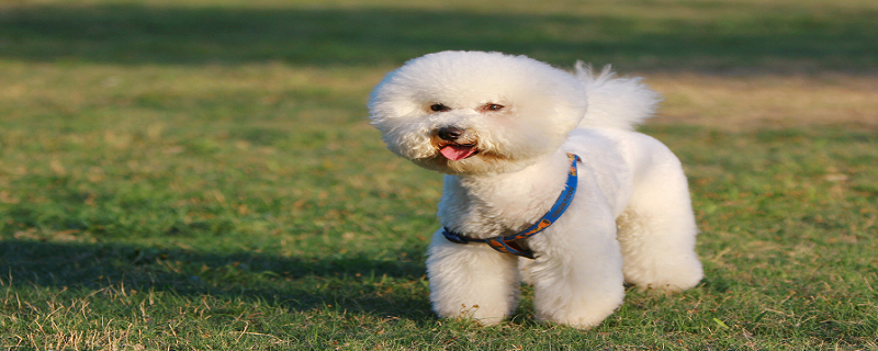 Is bichon frize easy to train