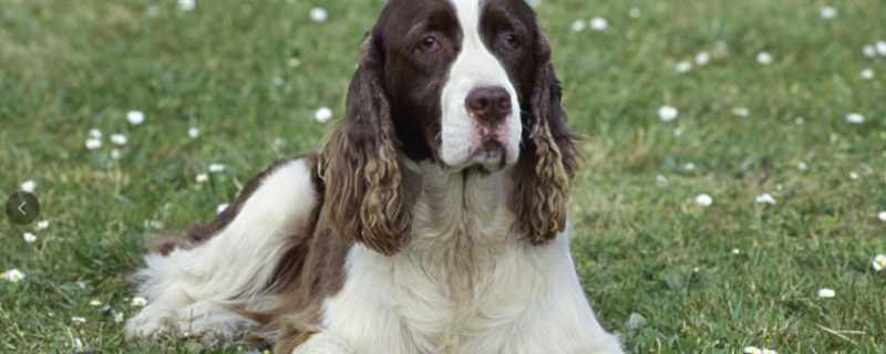 Springer Spaniel pros and cons