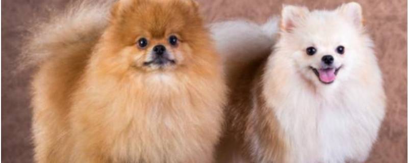 How many cubs can Pomeranian give birth to at a time?