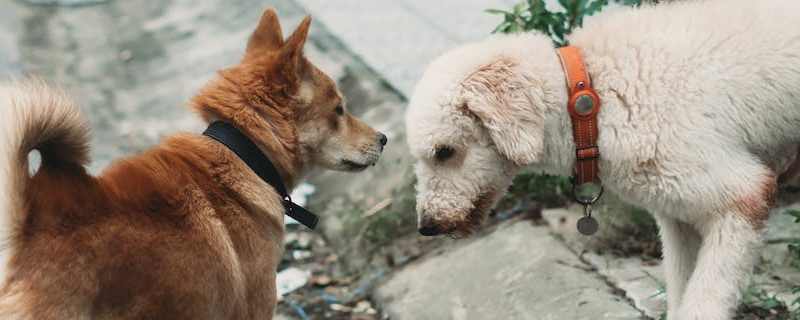 Why Do Dogs Stick Together?