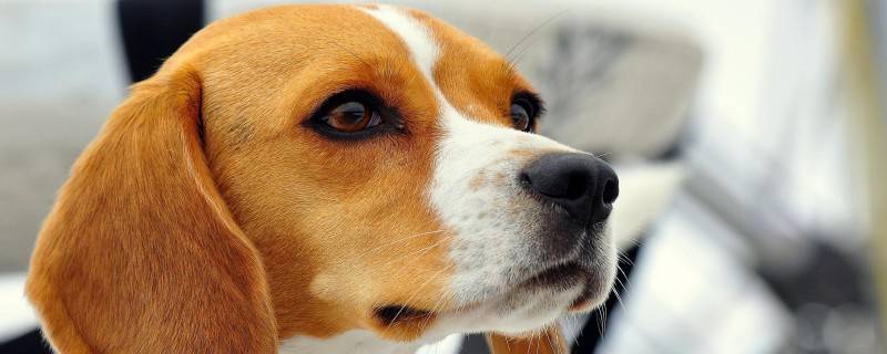 Can dogs cough and retch on their own?