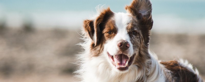 Can Dogs Eat Shrimp Shells?