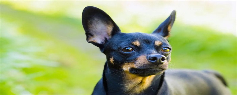 Is the Chinese Garden Dog a native dog?