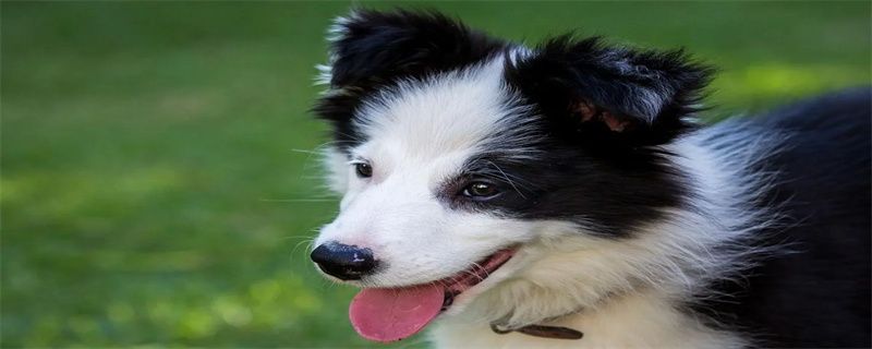 How to bathe a border collie dog at home