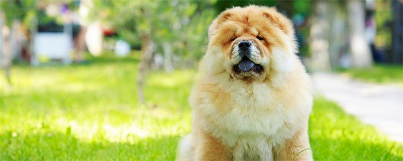 How to train a Chow Chow to defecate