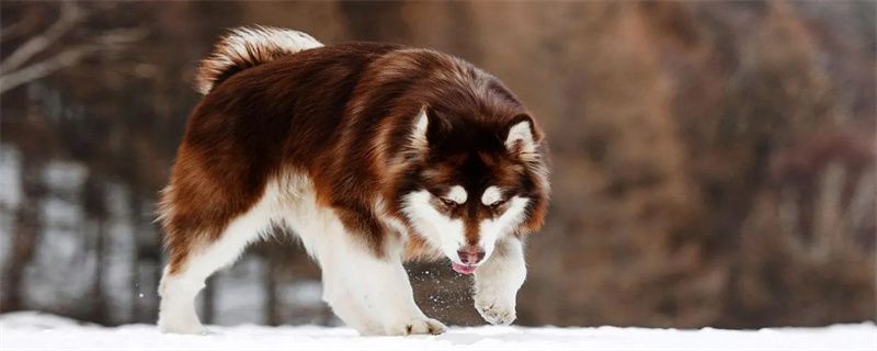 How to train a dog to drill hoops?