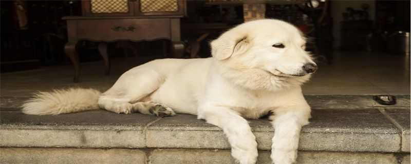 The entire process of dog breeding