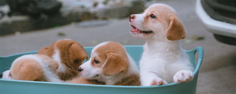 What to do if the dog has uremia?