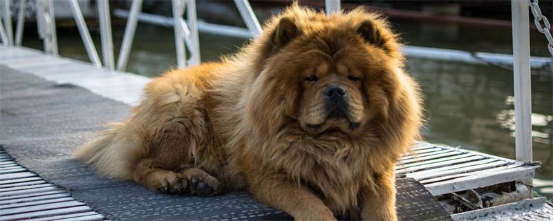 How much does it cost for a Chow Chow Beauty?