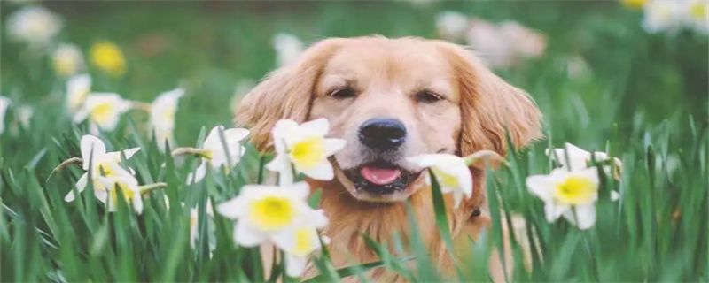 Why Do Golden Retriever Dogs Shed Hair?