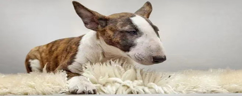 How to Remove Dander from a Bull Terrier