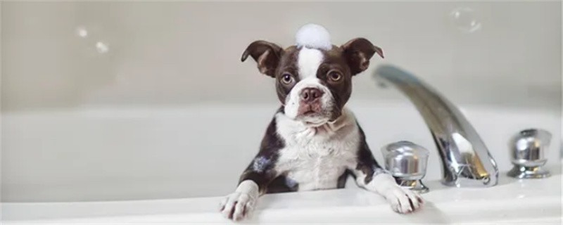 Can pregnant dogs be bathed?