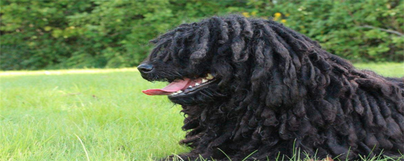 Precautions for bathing long-haired dogs