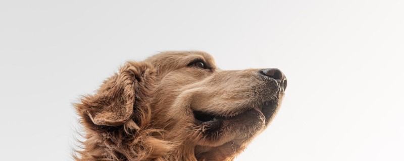 What should be paid attention to in the diet of golden retriever?