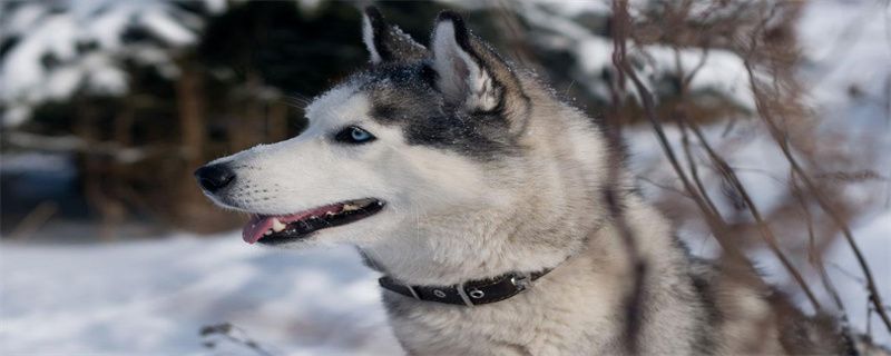 Reasons why huskies shed hair in winter