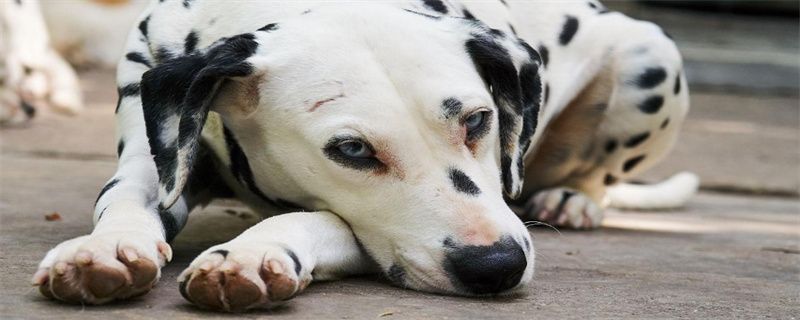 Daily care of Dalmatians nails