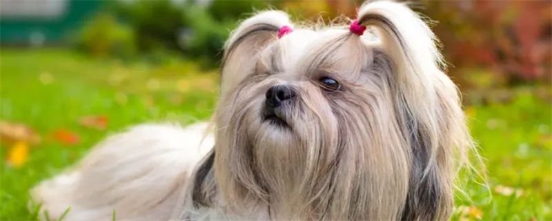 Tips for Shih Tzu Nail Trim