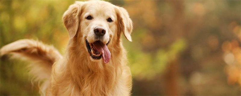 Precautions when training golden retriever