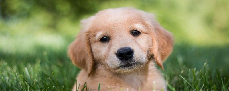 How to clean golden retriever eyes