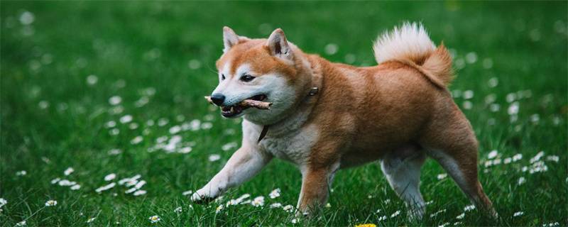 Why do pet dogs shed hair?