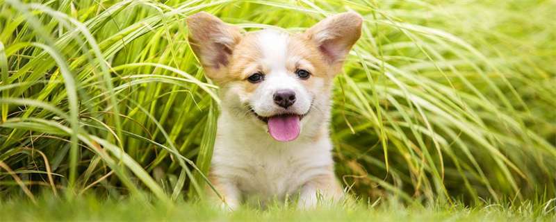 Dog behavior after shearing