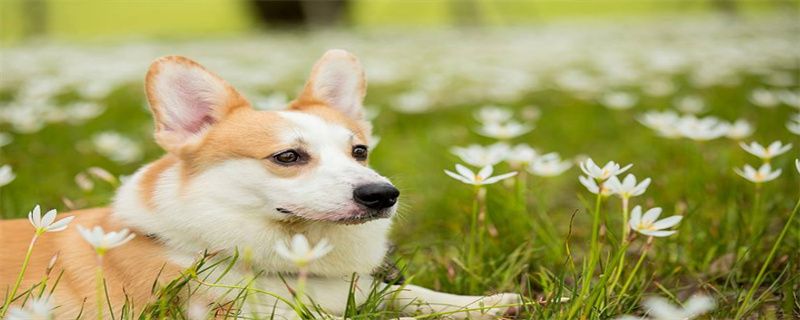 How to keep dogs from body odor