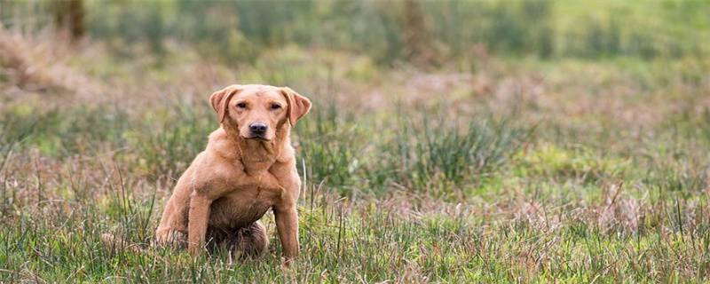 dog obedience training