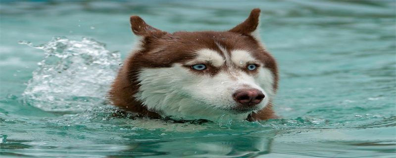 What are the symptoms of a husky cold?