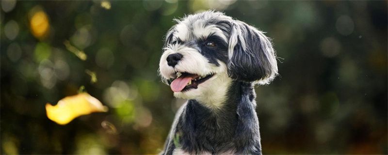 Treating Rheumatism in Schnauzers