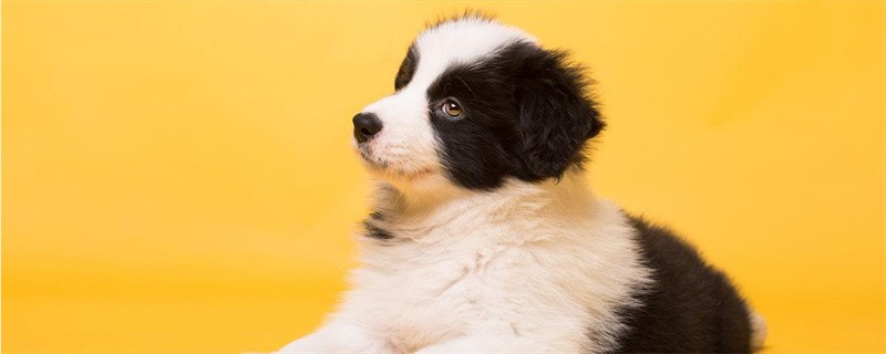 Six Steps to Bathing a Small Dog