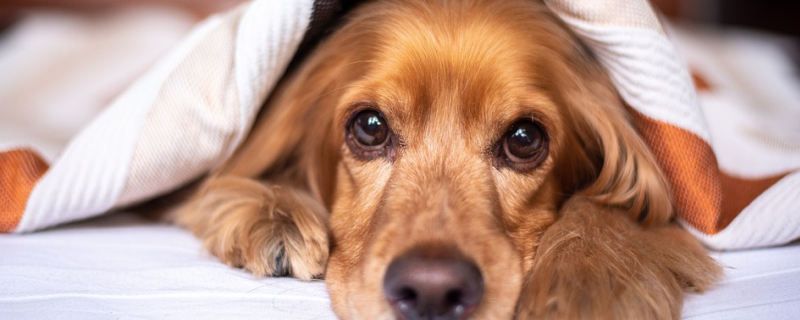 Golden Retriever Hereditary Diseases