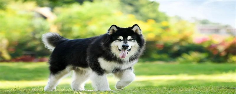 How to Train an Alaskan Malamute