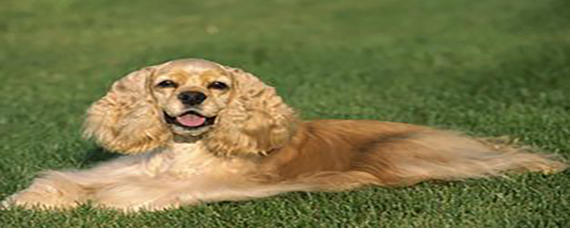 How to bathe a Cocker Spaniel correctly