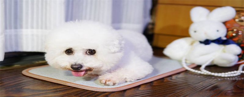 What to do if your Bichon Frize coughs?