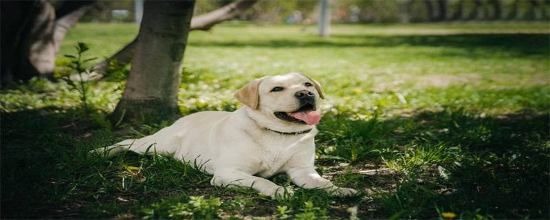 How to tell if a Labrador has canine distemper?