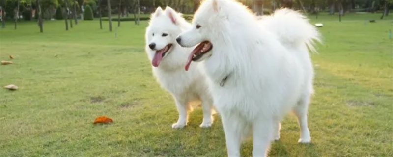 Attention to training Samoyed