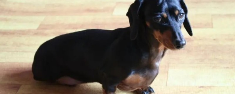 Dachshund Training Tips