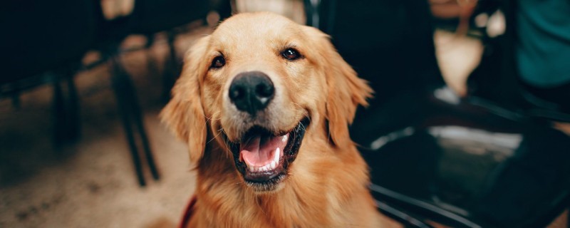 Feeding skills of golden retriever puppies