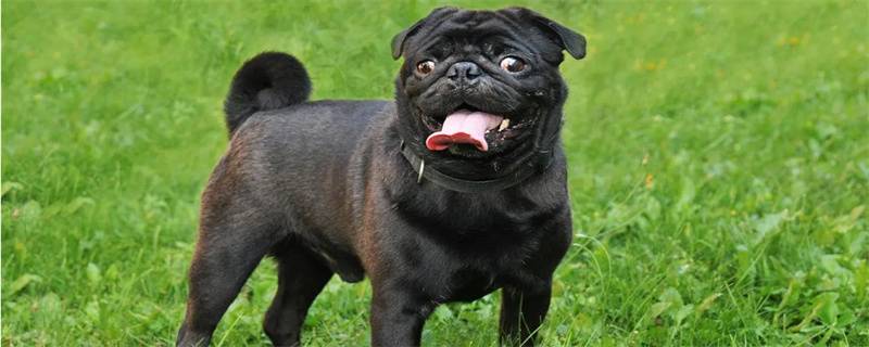 Pug grooming care knowledge