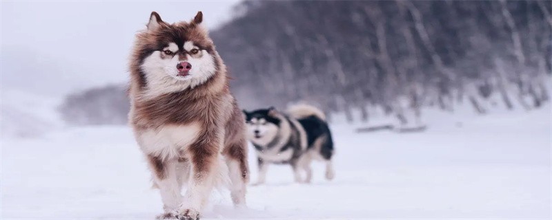 How to Trim the Nails of an Alaskan Malamute