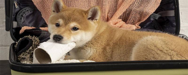 What are the advantages and disadvantages of Shiba Inu?