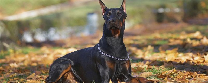 Precautions for feeding Doberman puppies