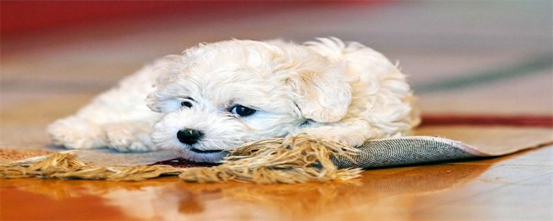 Four Reasons Why Dogs Have Bad Tears