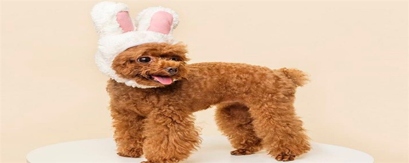 What are the precautions for raising poodles