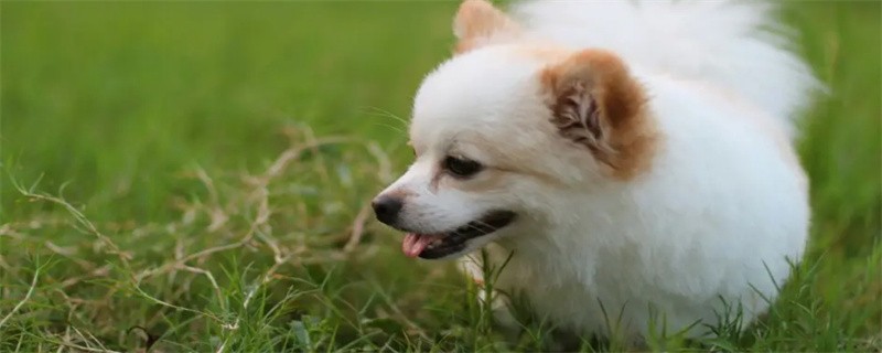 Is it good for dogs to eat strawberries?