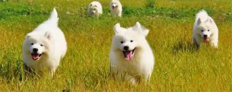 Several Common Causes of Samoyed Dog Vomiting