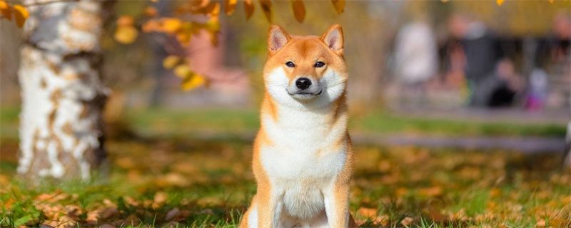 What should I do if the Shiba Inu has diarrhea?