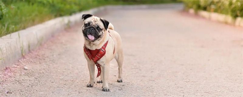 How to treat pug dog skin disease?