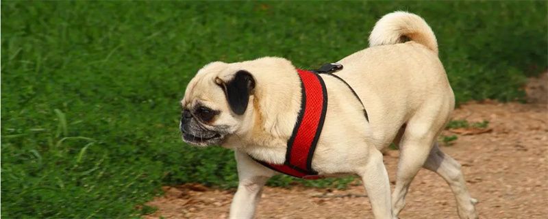 Pug Cold Symptoms and Treatment